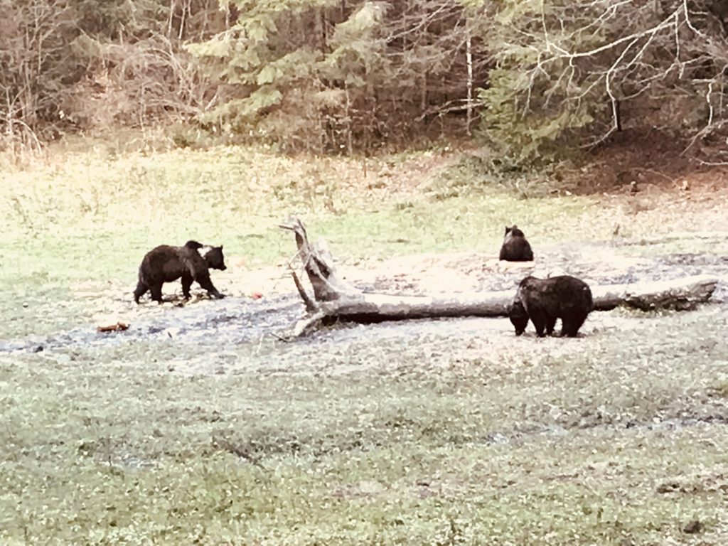 Bären im Wald in Umgebung von Brașov