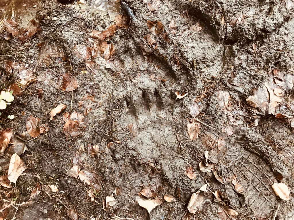 Bärenspur im Wald in der Umgebung von Bären im Wald in Umgebung von Brașov