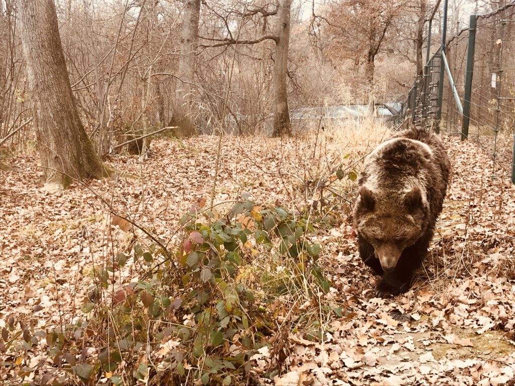 Ein Bär in Libearty Reservat