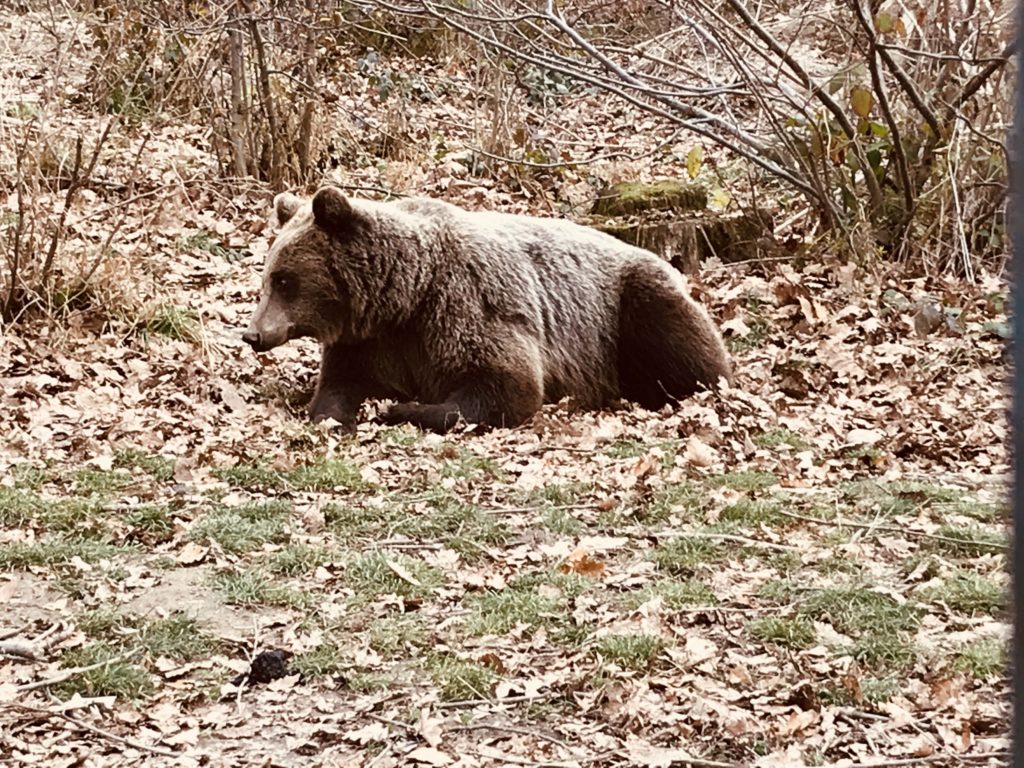 Ein Bär ruht sich im Bärenreservat Libearty nahe Brașov aus