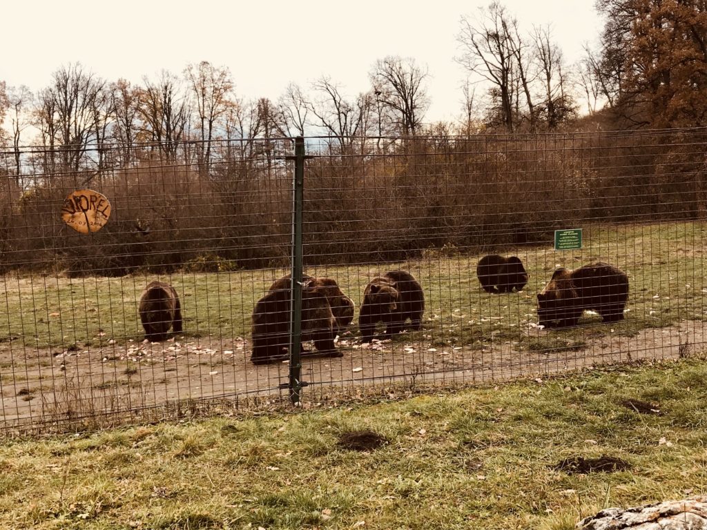 Bären vom Libearty Reservat während der Futterzeit