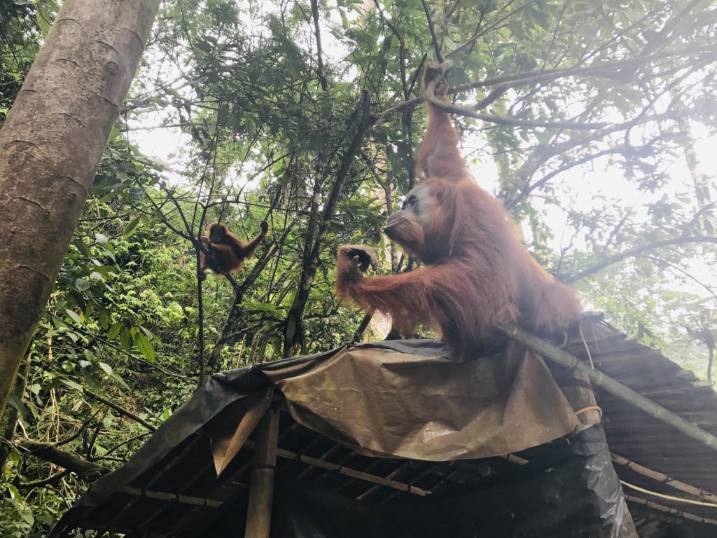 Mama und Baby Orang-Utans in Gunung Leuser Nationalpark