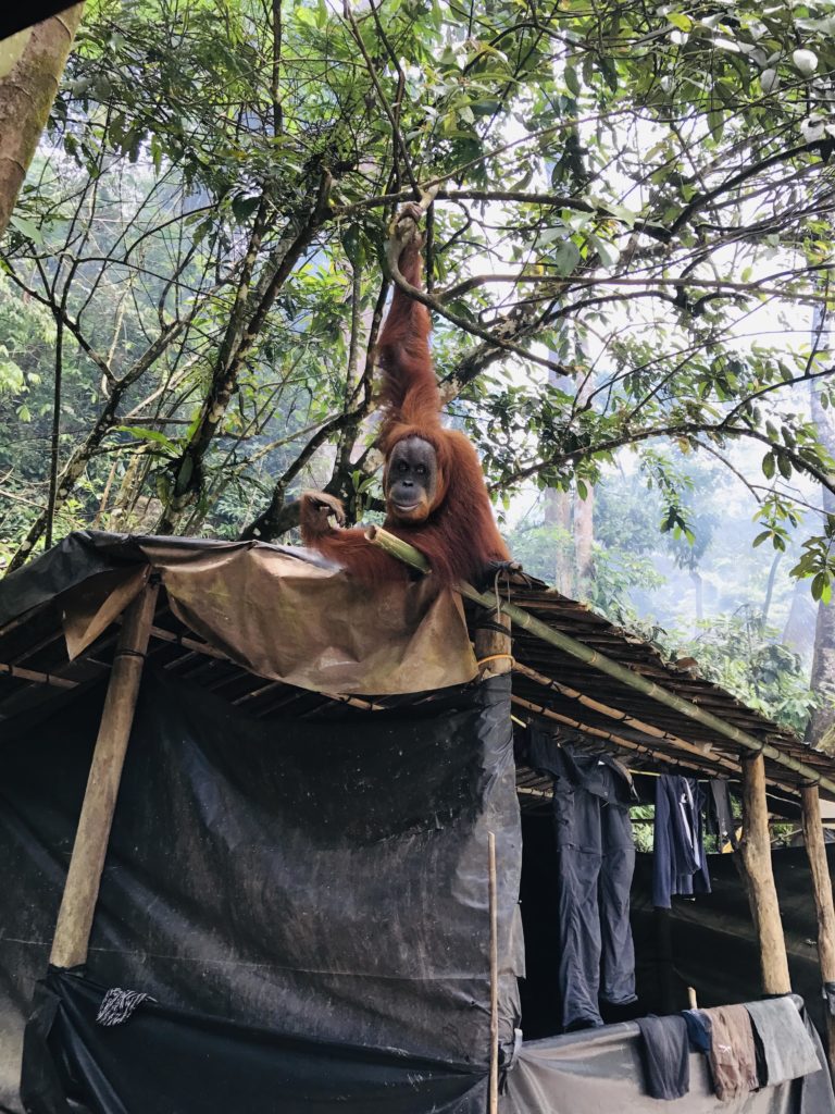 Orang-Utan im Camp von Gunung Leuser Nationalpark