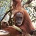 Orang-Utan bei der Entdeckungsreise von Sumatra auf eigene Faust