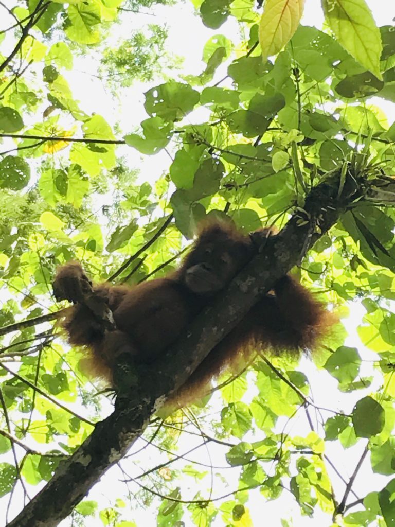 Baby Orang-Utan im Baum