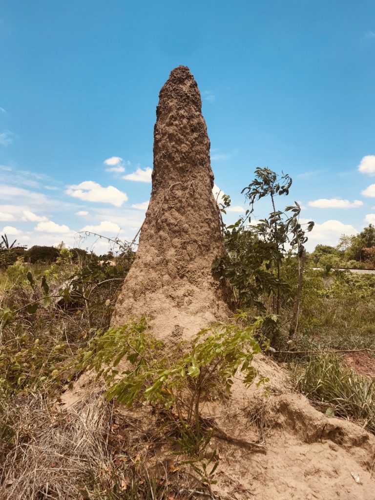 Termitenhügel bei Nampula
