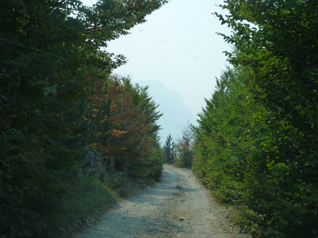 Waldstraße nach Theth - Albanien Tipps für den Roadtrip