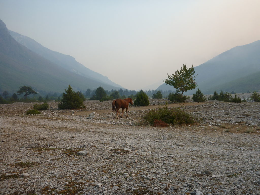 ein Pferd vor den Bergen vor Theth - Albanien Tipps für Wanderungen