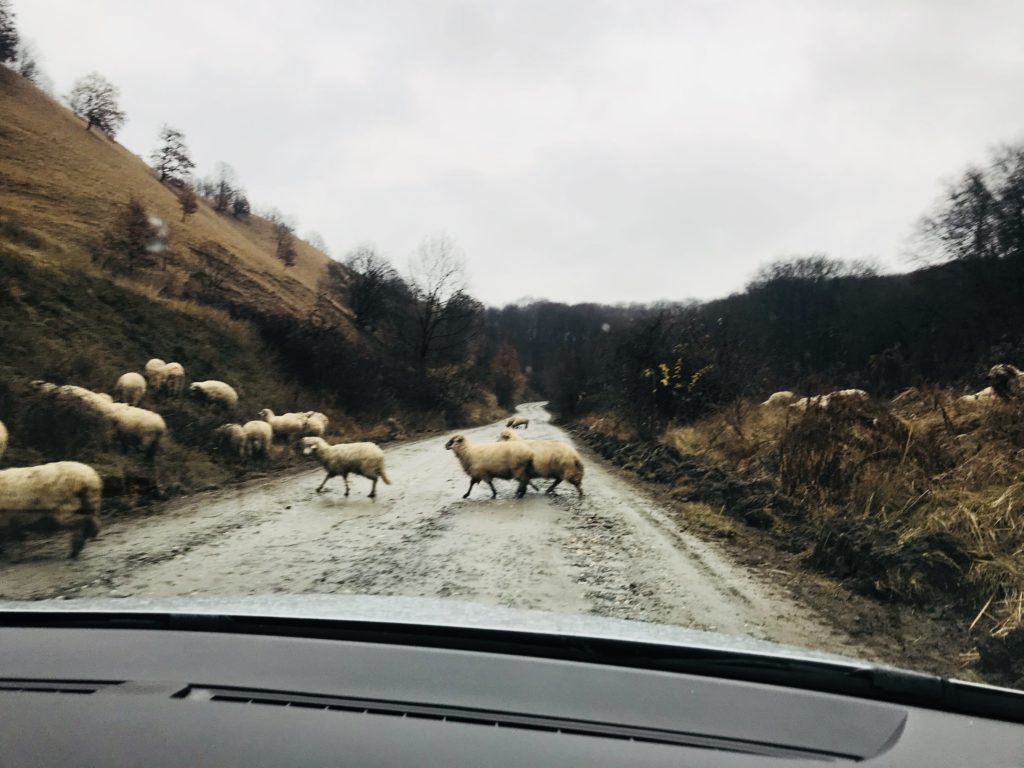 Schafe auf der Straße in Transsilvanien